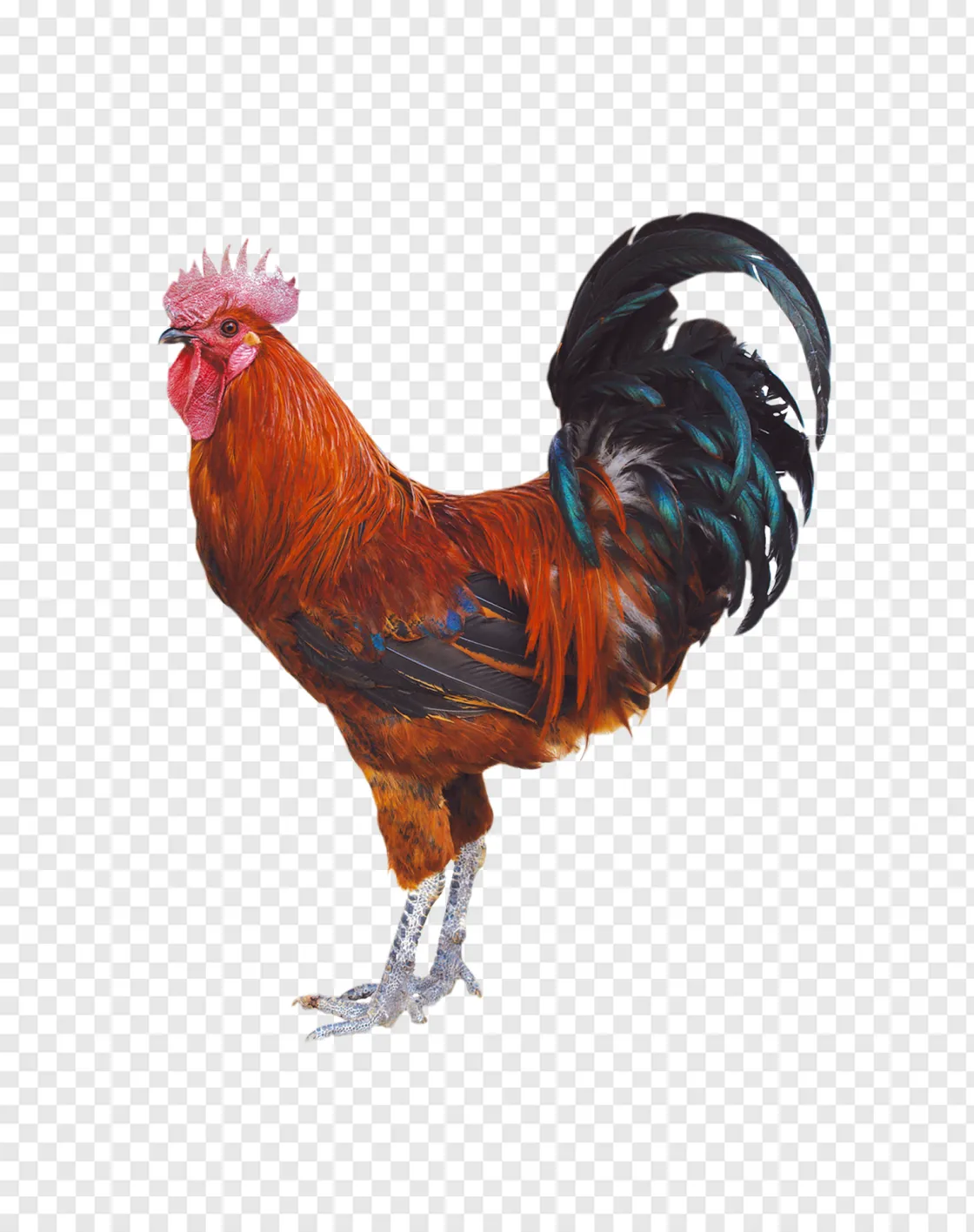 Cockerel