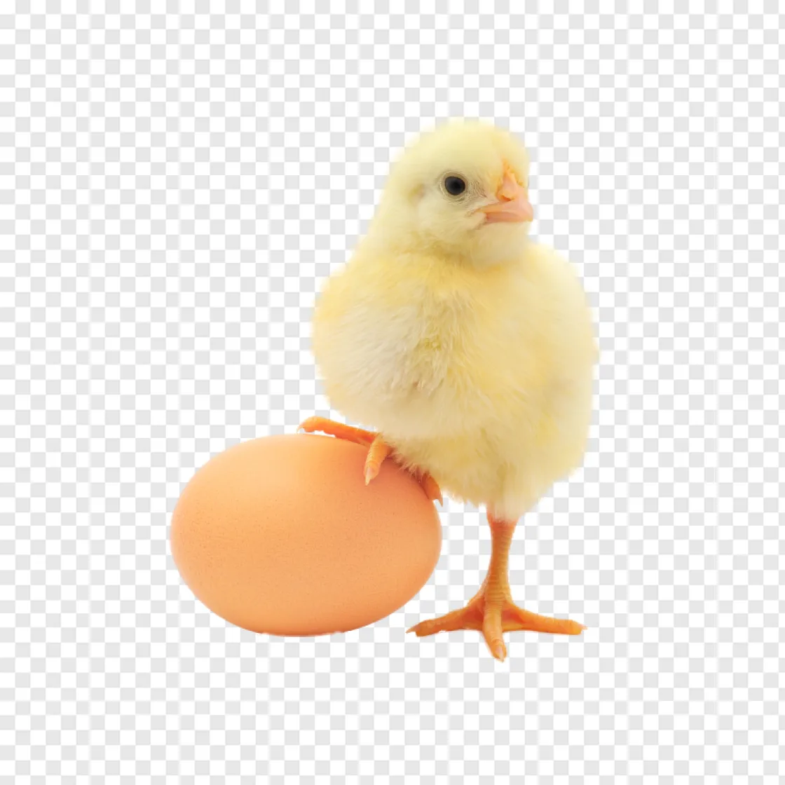 Eggs And Chicks