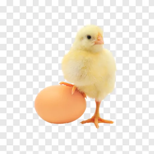 Eggs And Chicks