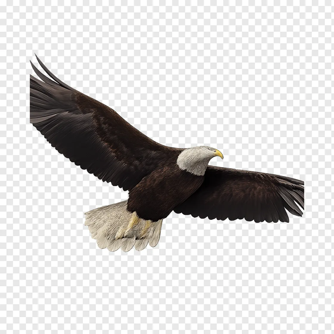 Majestic Bald Eagle Flying PNG Image For Free Download