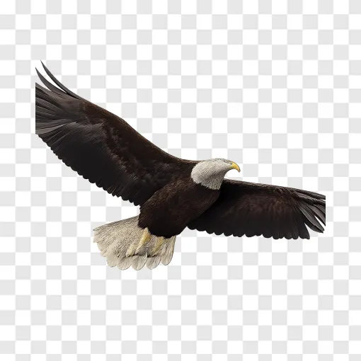 Majestic Bald Eagle Flying PNG Image For Free Download
