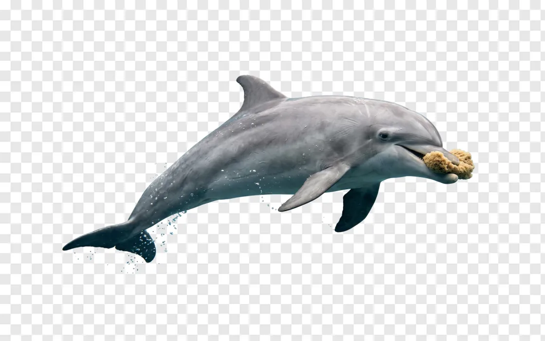 Dolphin PNG Image With Transparent Background