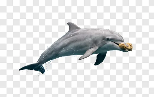 Dolphin PNG Image With Transparent Background
