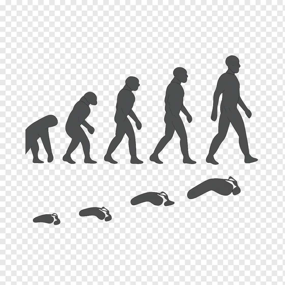 Human Evolution Timeline PNG Graphic For Educational Projects