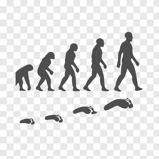 Human Evolution Timeline PNG Graphic For Educational Projects