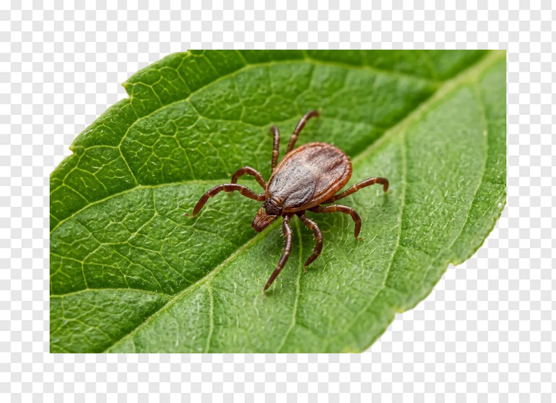 Tick PNG Image For Pest Control And Health Awareness