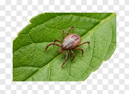 Tick PNG Image For Pest Control And Health Awareness