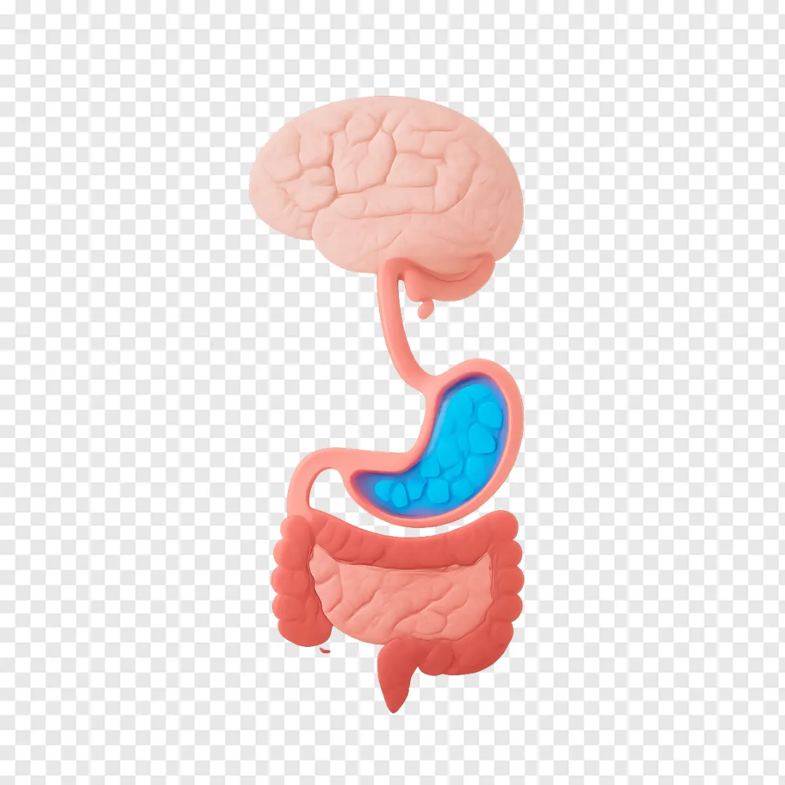Gut Microbiome & Brain Health PNG Graphic