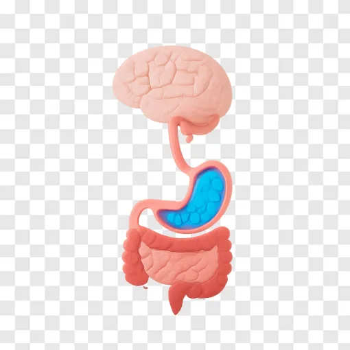 Gut Microbiome & Brain Health PNG Graphic