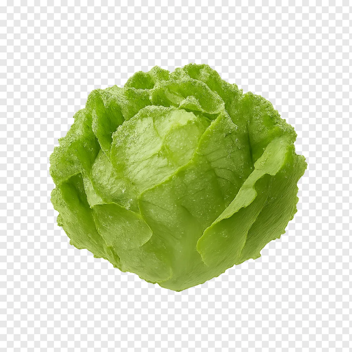 Fresh Green Lettuce PNG Transparent Image