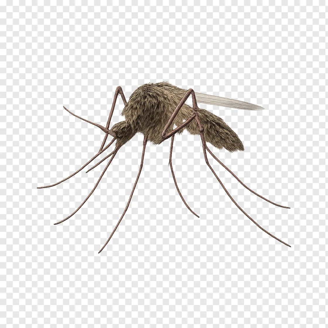 Mosquito Vector PNG For Public Health Design