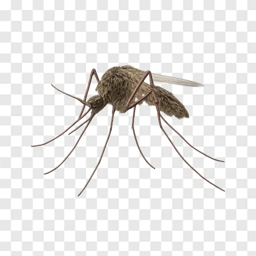 Mosquito Vector PNG For Public Health Design