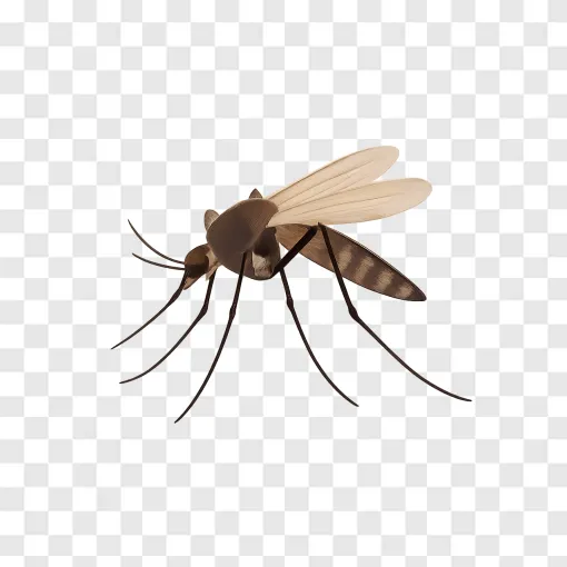 Mosquito PNG Transparent Image