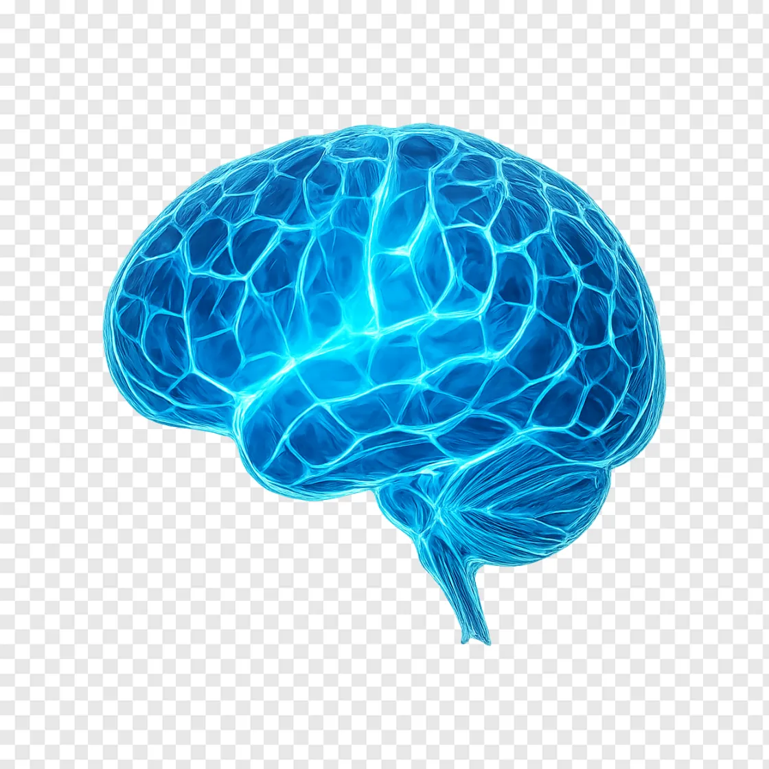 Human Brain Scientific PNG Image With Transparent Background