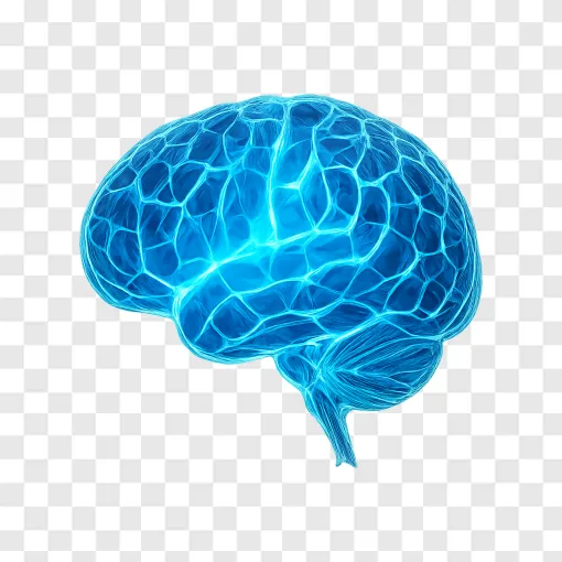 Human Brain Scientific PNG Image With Transparent Background