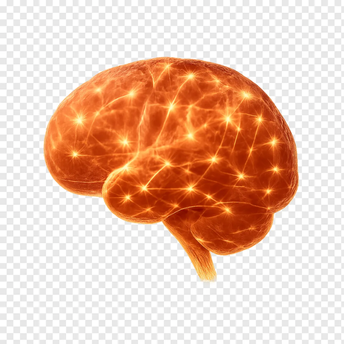 Human Brain PNG Image For Scientific Research