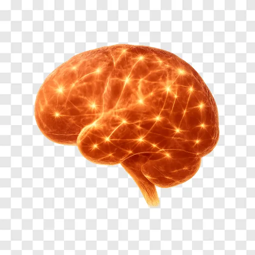 Human Brain PNG Image For Scientific Research