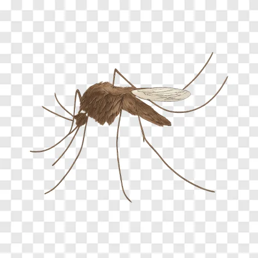 Mosquito Vector PNG Free Download