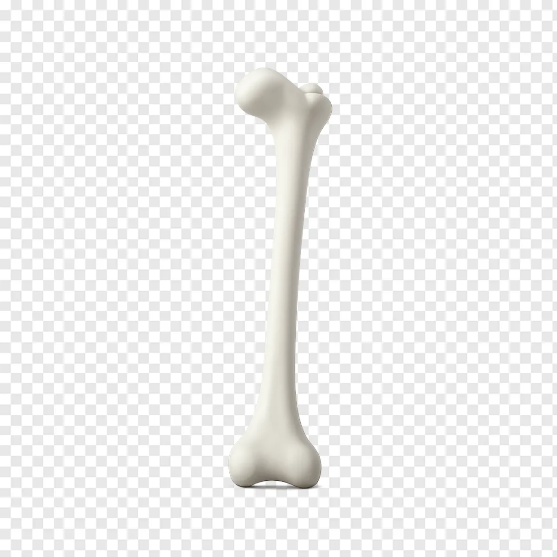 Human Bone Structure PNG: Medical Health Illustration