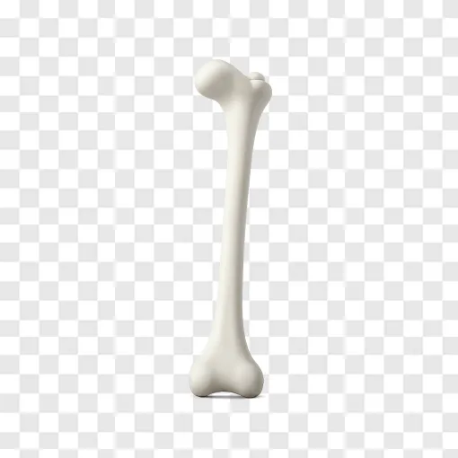 Human Bone Structure PNG: Medical Health Illustration