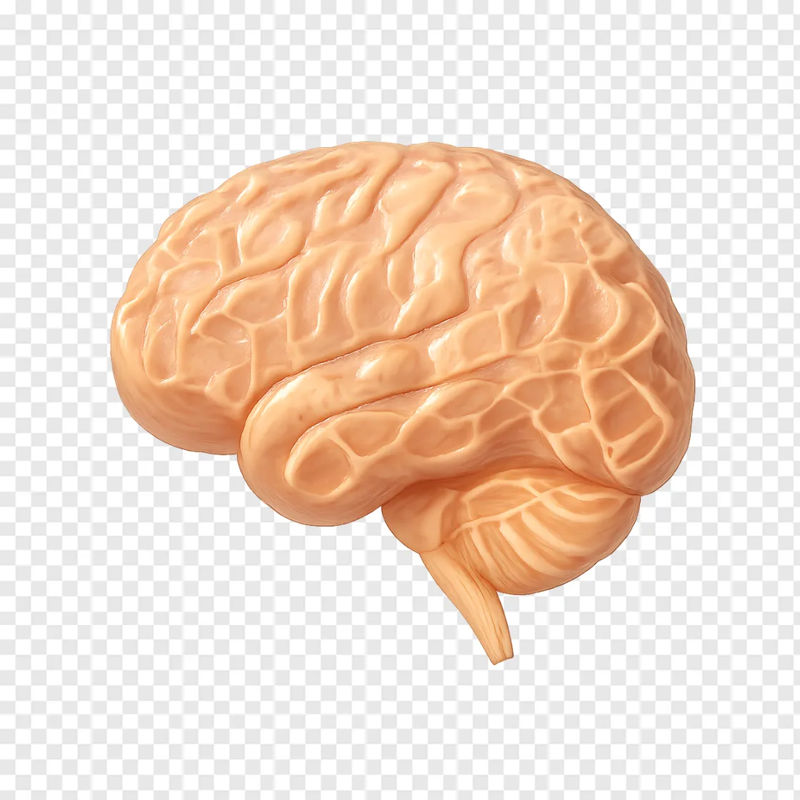 Human Brain Anatomy And Gene Activity PNG Graphic