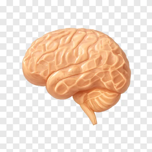 Human Brain Anatomy And Gene Activity PNG Graphic